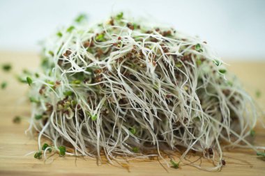 Evde yetişen taze brokoli tohumları.