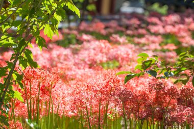 Lycoris radyatörü. Bahçedeki kırmızı örümcek zambağı
