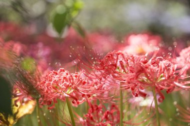 Lycoris radyatörü. Bahçedeki kırmızı örümcek zambağı