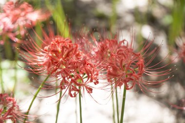 Lycoris radyatörü. Bahçedeki kırmızı örümcek zambağı