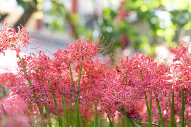 Lycoris radyatörü. Bahçedeki kırmızı örümcek zambağı