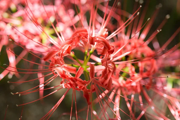 Radiata Lycoris Czerwona Lilia Pająkowa Ogrodzie — Zdjęcie stockowe