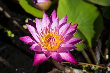 Bu güzel nilüfer ya da nilüfer çiçeğine iltifat edilir.