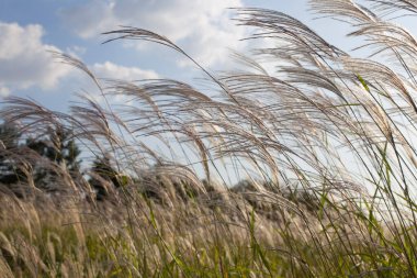 Rüzgarda sallanan gümüş çimen çiçeği mavi gökyüzü arkaplanıyla