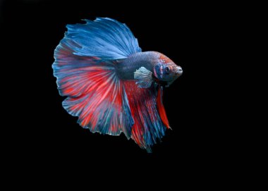 Beta balığı, siyam balığı dövüşen, dans eden ve siyah arka planda izole edilmiş. (Ikan Cupang menari)