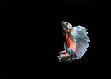 Beta balığı, siyam balığı dövüşen, dans eden ve siyah arka planda izole edilmiş. (Ikan Cupang menari)