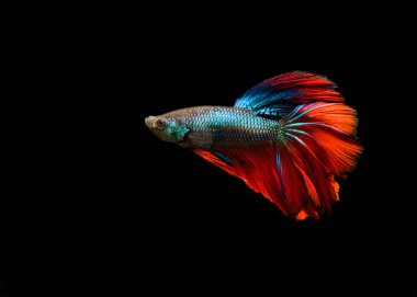 Beta balığı, siyam balığı dövüşen, dans eden ve siyah arka planda izole edilmiş. (Ikan Cupang menari)