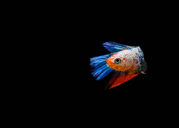 Betta Fische Siamesische Kampffische Tanzend Und Isoliert Vor Schwarzem Hintergrund — Stockfoto