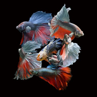 Dijital betta balığı görüntüleme grupları, Siyam dövüşçüleri, dans ederken ve siyah arka planda izole haldeyken. (Ikan Cupang menari)