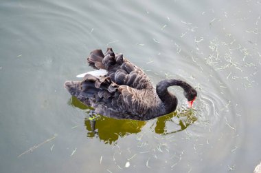 Siyah kuğu, Krementchuk belediye bahçesi, Kremenchuk, Poltava Oblastı
