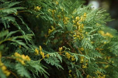 bir çam ağacının arkaplanını kapat