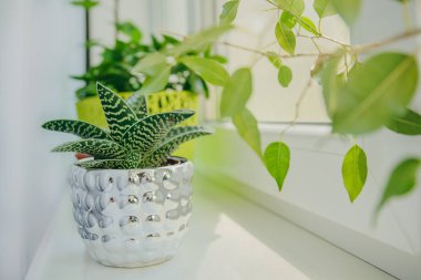 Pencere pervazında kapalı bitkiler var. Hafif arkaplan