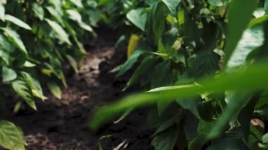 Çimenler yakın plan, yeşillikler hareket halinde