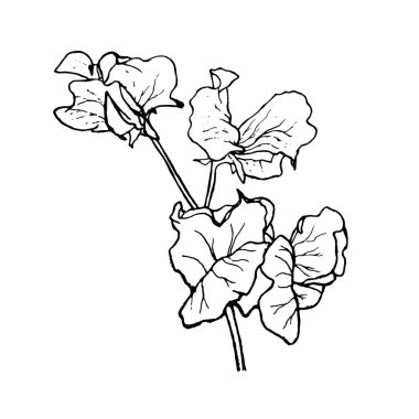 Basit ve temiz bir el çizimi. Çizim stili botanik çizim. Davetiye, tebrik kartı, paket, paket vs. için harika. 