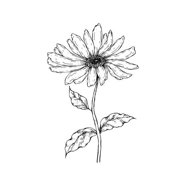 Simple Limpio Dibujado Mano Floral Ilustración Botánica Estilo Bosquejo Ideal — Archivo Imágenes Vectoriales