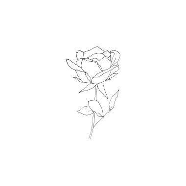 Basit ve temiz bir el çizimi. Çizim stili botanik çizim. Davetiye, tebrik kartı, paket, paket vs. için harika. 