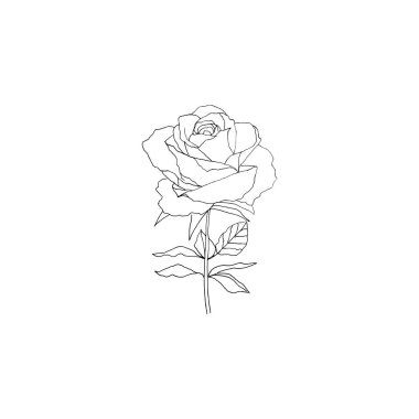 Basit ve temiz bir el çizimi. Çizim stili botanik çizim. Davetiye, tebrik kartı, paket, paket vs. için harika. 