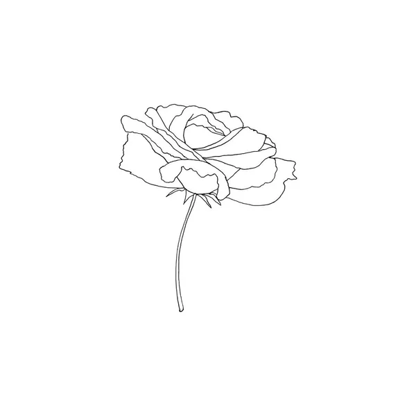 Simple Limpio Dibujado Mano Floral Ilustración Botánica Estilo Bosquejo Ideal — Archivo Imágenes Vectoriales