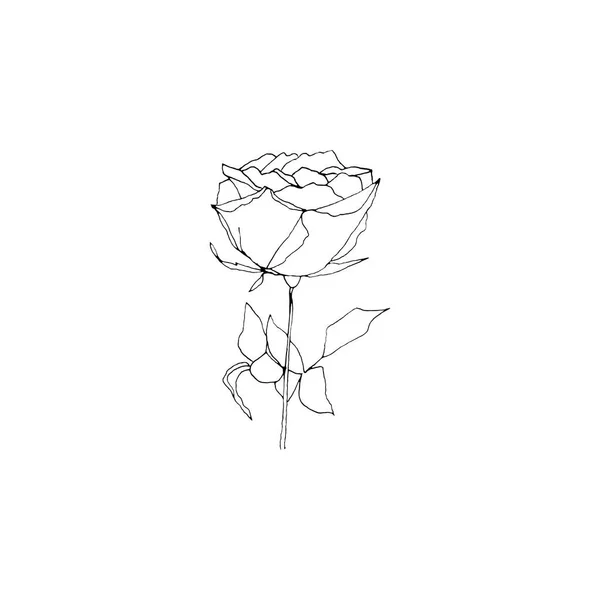 Eenvoudige Schone Hand Getrokken Bloemen Schets Stijl Botanische Illustratie Geweldig — Stockvector
