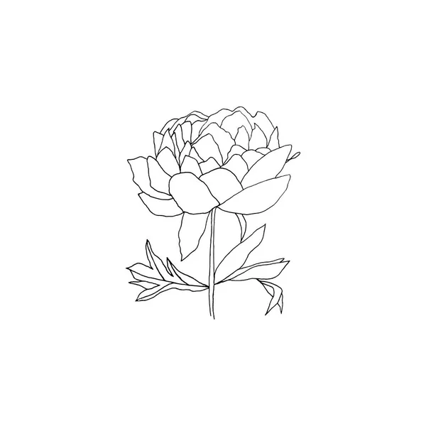 Floral Dessiné Main Simple Propre Illustration Botanique Style Croquis Idéal — Image vectorielle