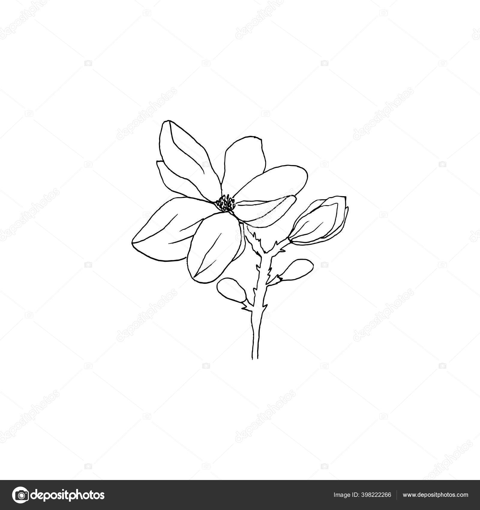 シンプルかつきれいな手の花を描いた スケッチスタイルの植物イラスト 招待状 グリーティングカード パッケージ ラッピングなどに最適 ストックベクター C Amapriliani