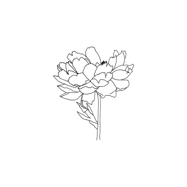 Απλό Και Καθαρό Χέρι Που Floral Βότανο Στυλ Σκετς Βοτανική — Διανυσματικό Αρχείο