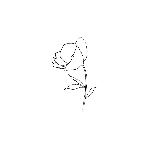 Simples Limpo Mão Desenhada Floral Desenho Estilo Ilustração Botânica Ótimo — Vetor de Stock