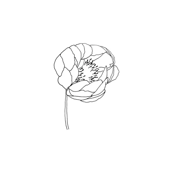 Simple Limpio Dibujado Mano Floral Ilustración Botánica Estilo Bosquejo Ideal — Archivo Imágenes Vectoriales