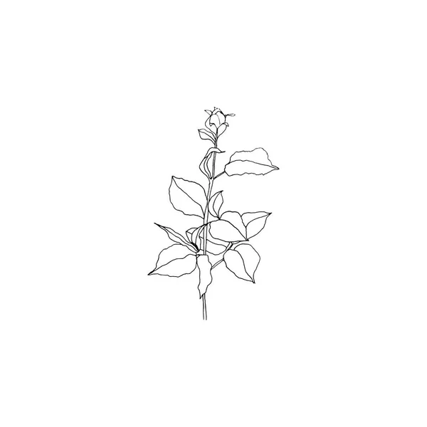 Semplice Pulito Disegnato Mano Floreale Illustrazione Botanica Stile Schizzo Ottimo — Vettoriale Stock