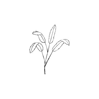 Basit ve temiz bir el çizimi. Çizim stili botanik çizim. Davetiye, tebrik kartı, paket, paket vs. için harika. 