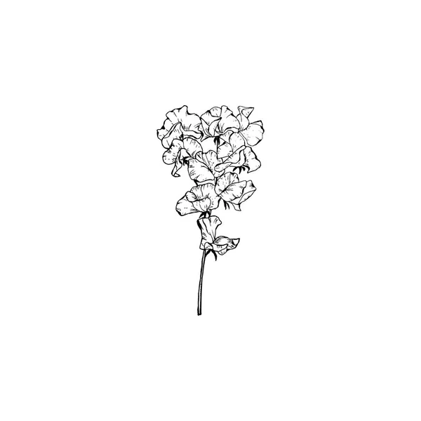 Simples Limpo Mão Desenhada Floral Desenho Estilo Ilustração Botânica Ótimo — Vetor de Stock