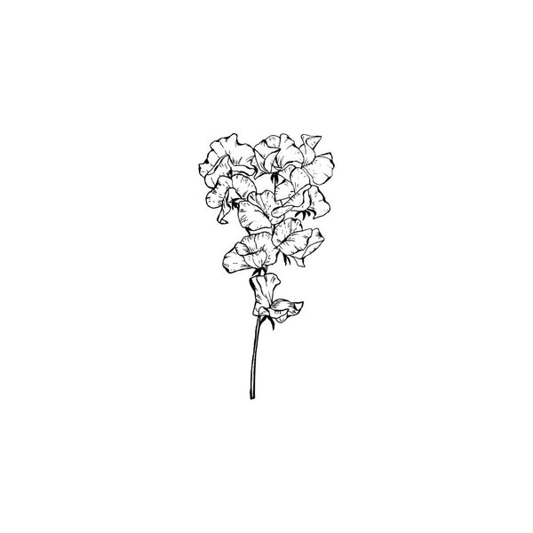 Simple and clean hand drawn floral. Sketch style botanical illustration. Great for invitation, greeting card, packages, wrapping, etc. 