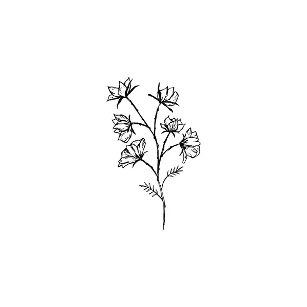 Απλό Και Καθαρό Χέρι Που Floral Βότανο Στυλ Σκετς Βοτανική — Διανυσματικό Αρχείο