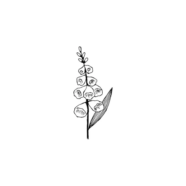 Простой Чистый Нарисованный Цветок Ботаническая Иллюстрация Стиле Эскиза Отлично Подходит — стоковый вектор