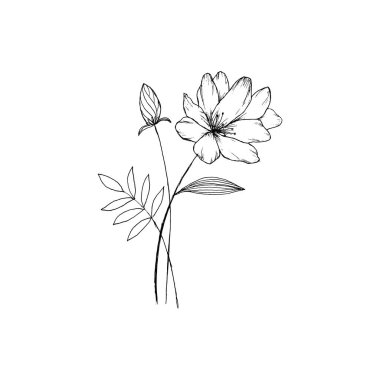 Basit ve temiz bir el çizimi. Çizim stili botanik çizim. Davetiye, tebrik kartı, paket, paket vs. için harika. 