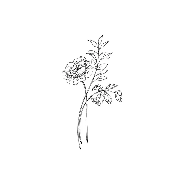 Enkel Och Ren Hand Dras Blommor Skiss Stil Botanisk Illustration — Stock vektor