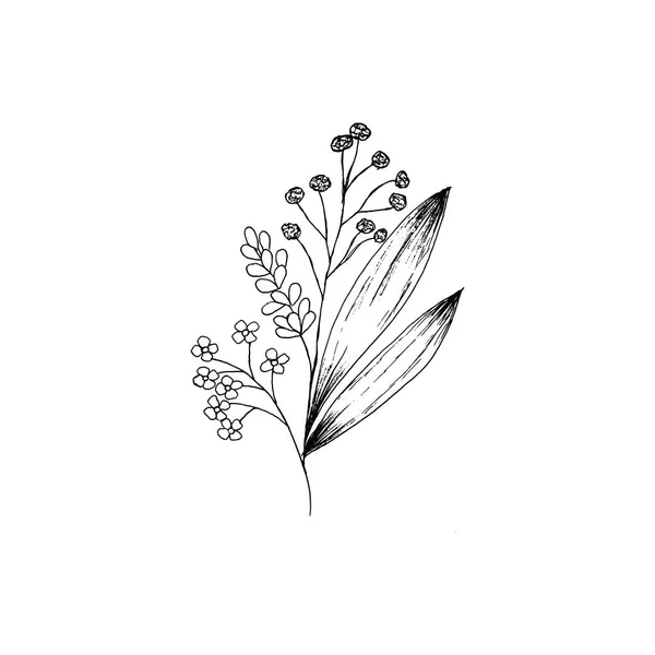 简单而干净的手绘花卉 素描风格的植物图解 很好的请柬 包裹等 — 图库矢量图片