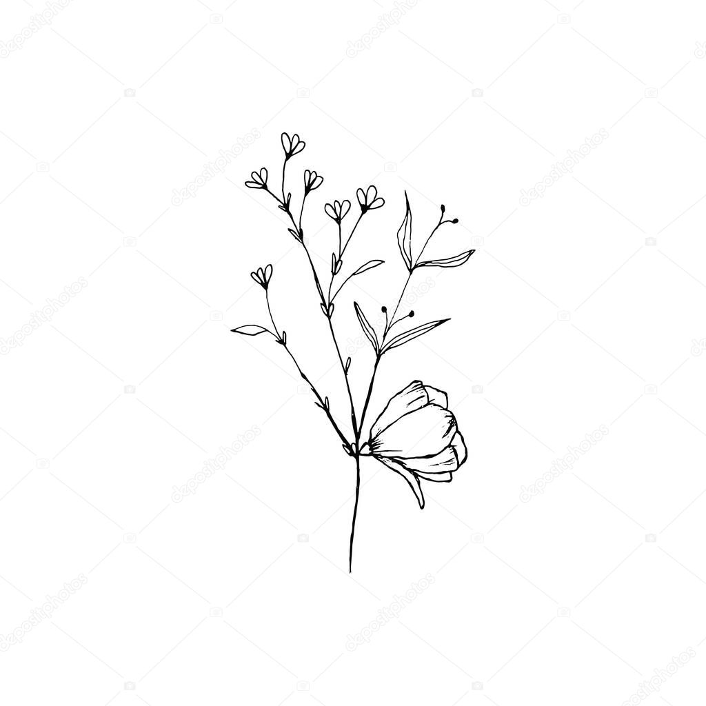 Simple and clean hand drawn floral. Sketch style botanical illustration. Great for invitation, greeting card, packages, wrapping, etc. 