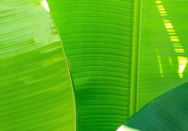 muz yaprakları üst üste gelince ilgi odağı oluyor