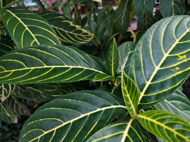 Bahçedeki ağacın yapraklarının çok güzel bir dokusu var..