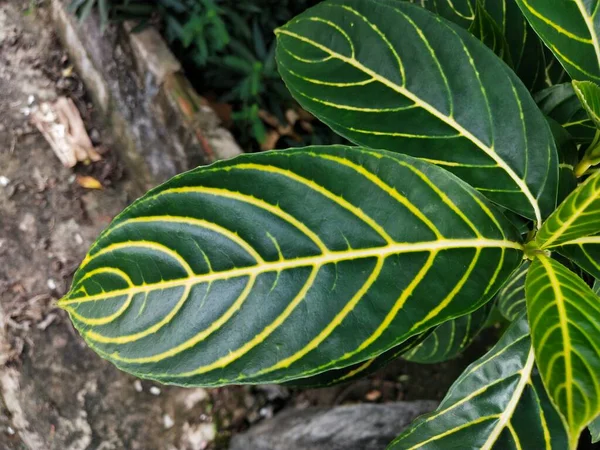 Folhas Árvore Jardim Tem Uma Textura Bonita — Fotografia de Stock