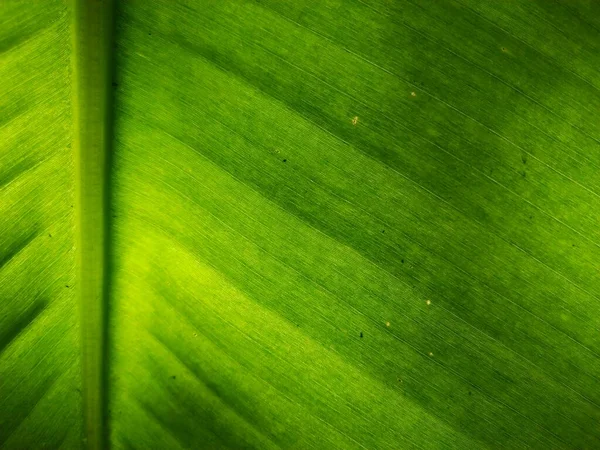 Cor Verde Folhas Taro — Fotografia de Stock