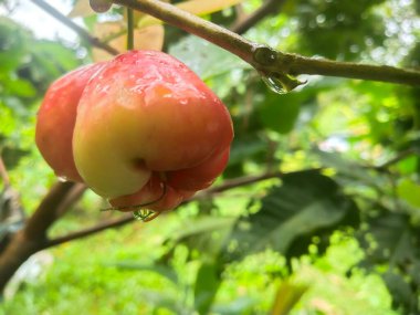 Bir orman parkında gül elmasının fotoğrafı.