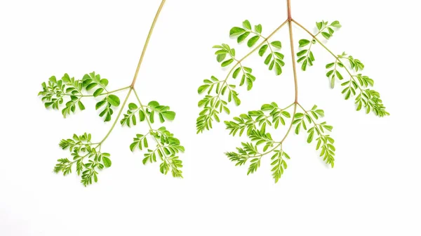 Moringa Bladeren Thaise Kruiden Een Witte Achtergrond — Stockfoto
