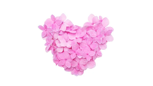 Серцева Форма Рожевої Квітки Гортензії Білому Фоні — стокове фото