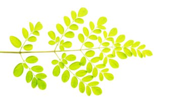 Beyaz arka planda Moringa yaprakları (Tayland bitkileri).