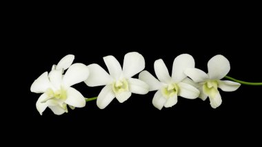 Siyah arkaplanda beyaz orkide.