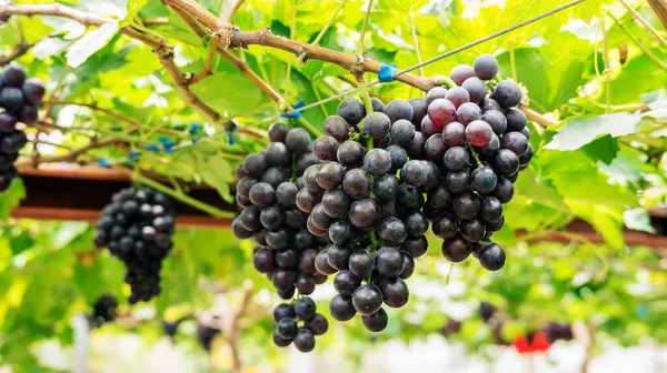 Trauben Von Reifen Trauben Einem Weinberg — Stockfoto