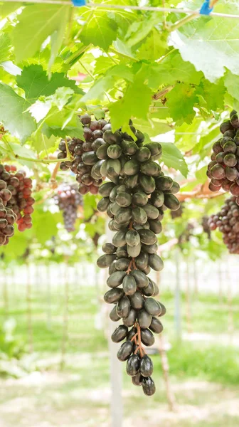 Trauben Von Reifen Trauben Einem Weinberg — Stockfoto