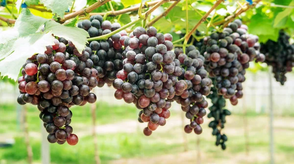 Trauben Von Reifen Trauben Einem Weinberg — Stockfoto